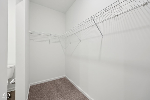10126 Camp Creek Way, Indianapolis, IN 46229 - spacious closet with carpet