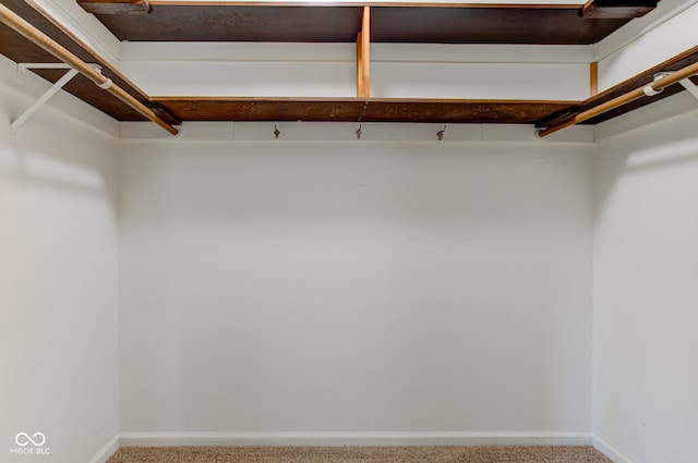 walk in closet featuring carpet flooring