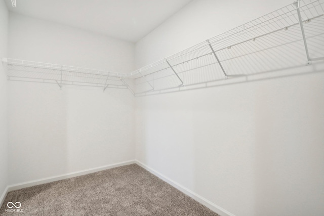 spacious closet featuring carpet flooring