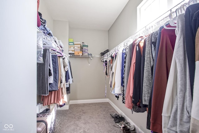 spacious closet featuring carpet flooring