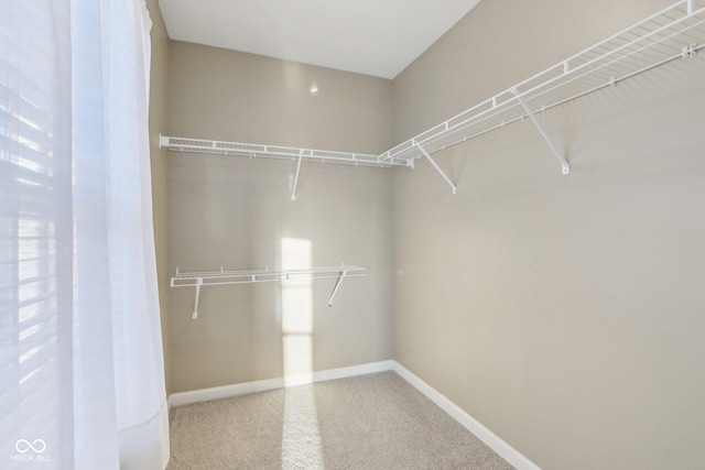 spacious closet featuring carpet