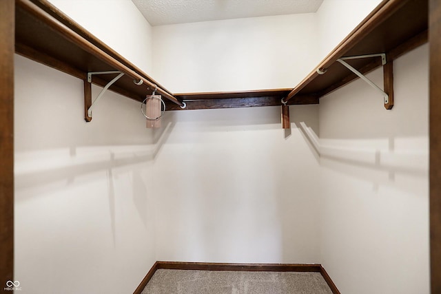 walk in closet featuring carpet