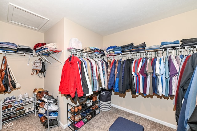 walk in closet with attic access and carpet