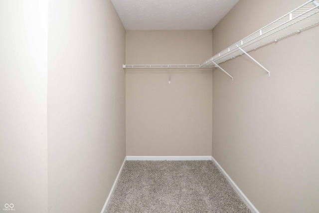 walk in closet with carpet flooring