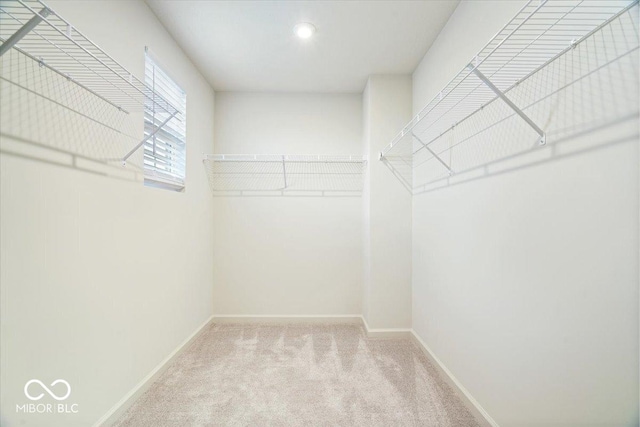 spacious closet with carpet