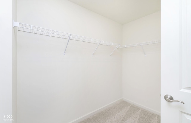 spacious closet featuring carpet flooring