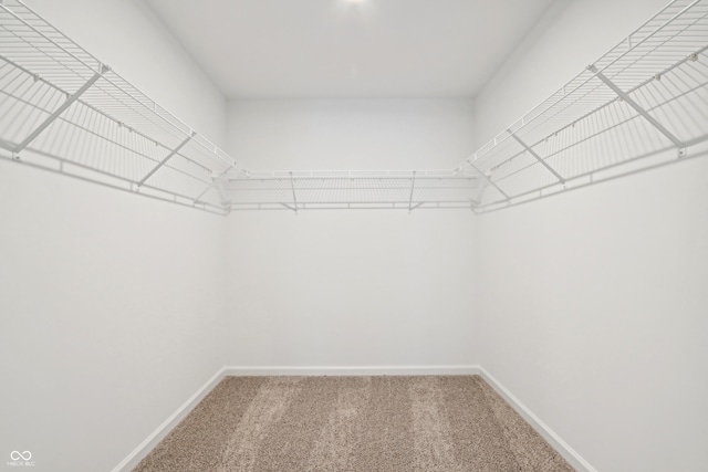 spacious closet featuring carpet floors