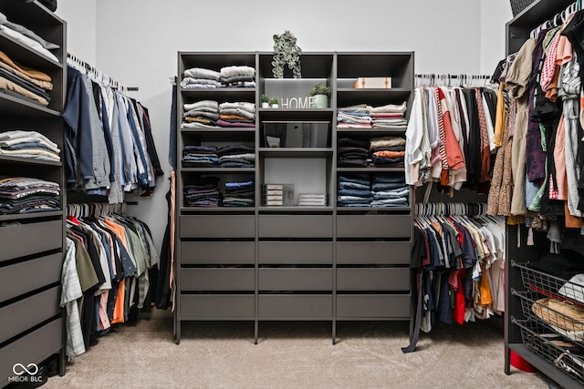 spacious closet featuring carpet