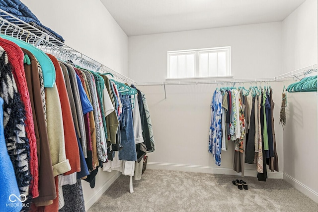 spacious closet with carpet