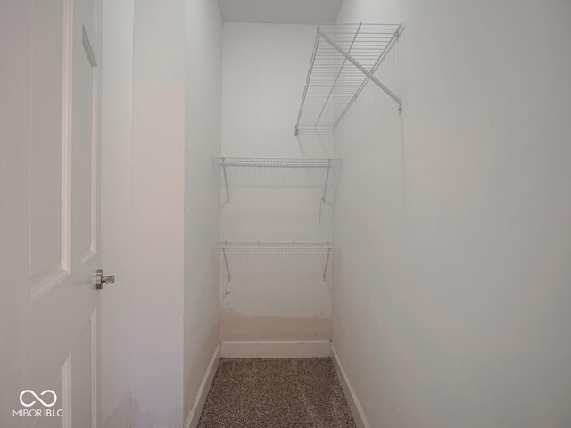 walk in closet with carpet floors