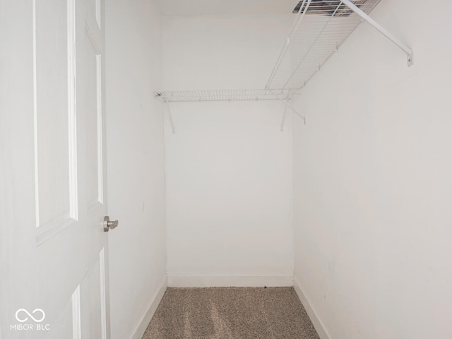 walk in closet with carpet flooring