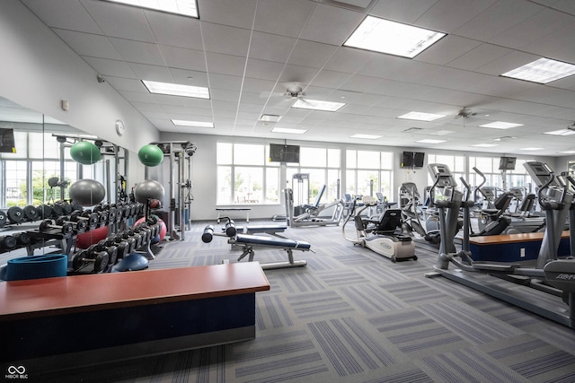 gym featuring plenty of natural light, carpet, a drop ceiling, and a ceiling fan