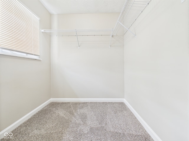 walk in closet featuring carpet
