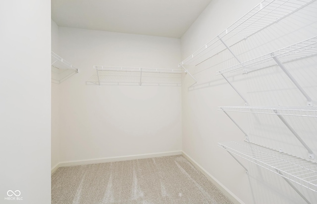 walk in closet featuring carpet floors
