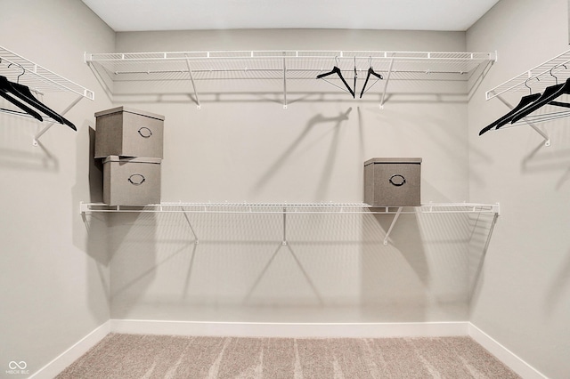 walk in closet featuring carpet flooring