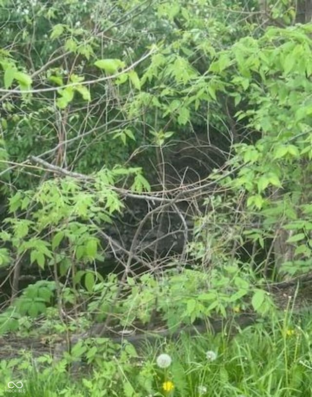 view of local wilderness