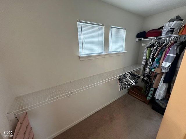 walk in closet featuring carpet floors