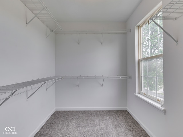spacious closet featuring carpet flooring