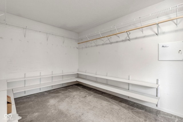 walk in closet featuring carpet floors