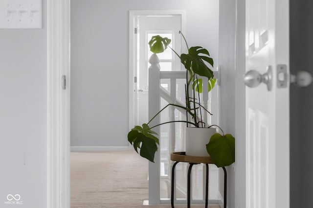 interior space featuring baseboards and carpet