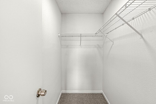 spacious closet featuring carpet