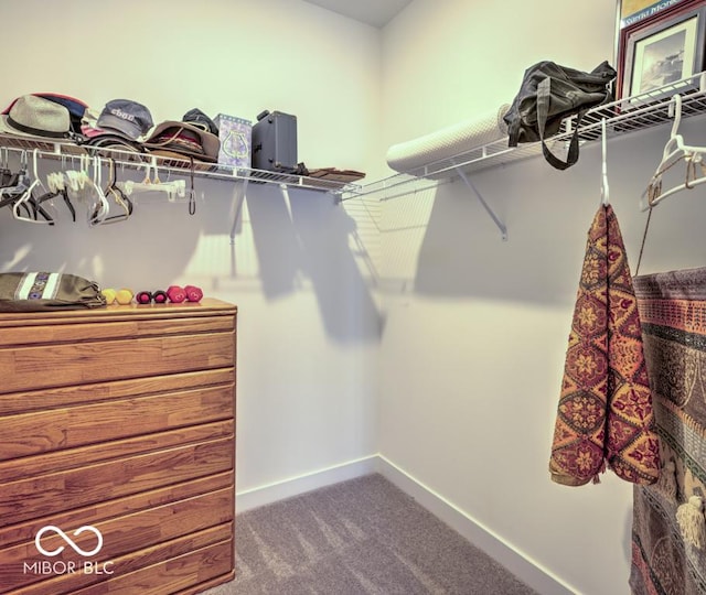 walk in closet with carpet flooring