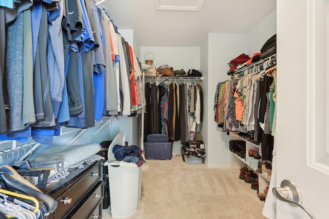 spacious closet featuring carpet