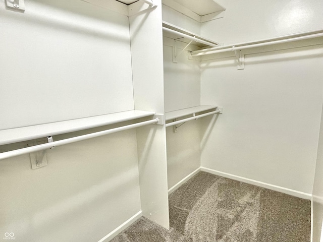 walk in closet with carpet flooring