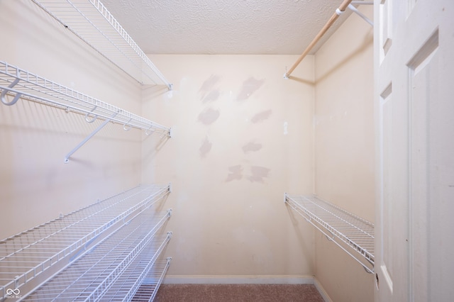 917 Timothy Ct, Bloomington, IN 47403 - walk in closet with carpet