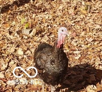 1517 N Cayuse Trl, Greensburg, IN 47240