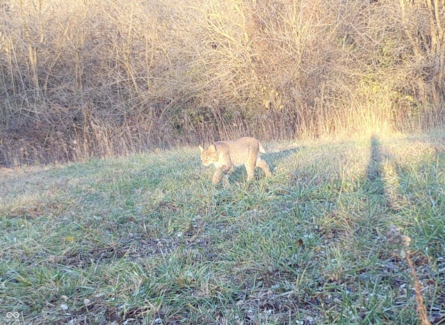 2858 N Stout Rd, Liberty, IN 47353 - view of undeveloped land