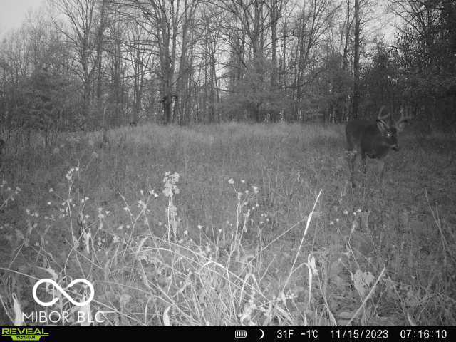 0 Black Ankle Rd, Bloomfield, IN 47424