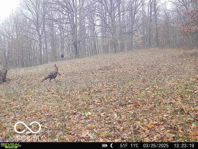 0 Black Ankle Rd, Bloomfield, IN 47424