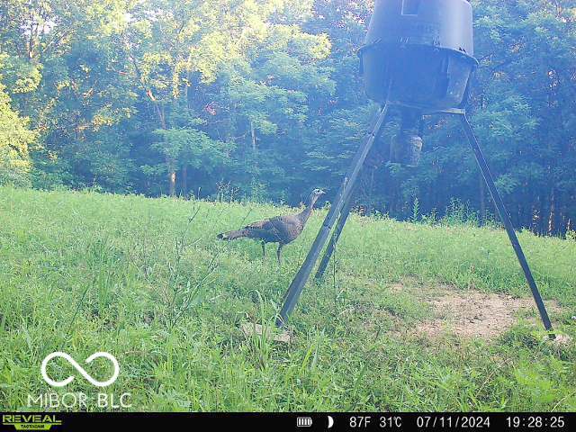0 Black Ankle Rd, Bloomfield, IN 47424