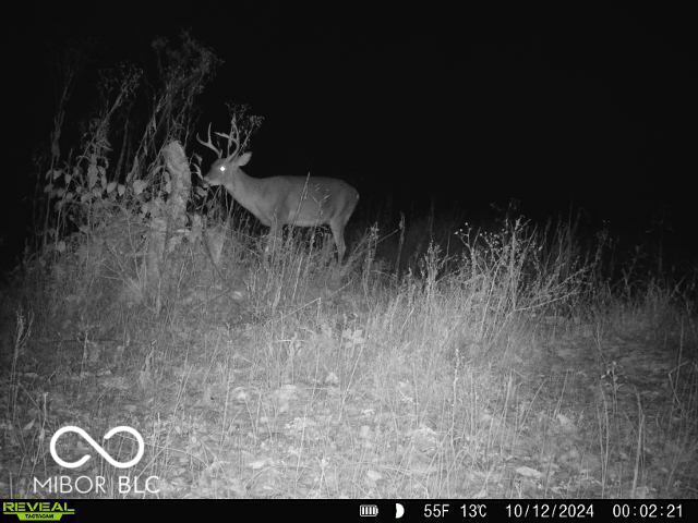 0 Black Ankle Rd, Bloomfield, IN 47424