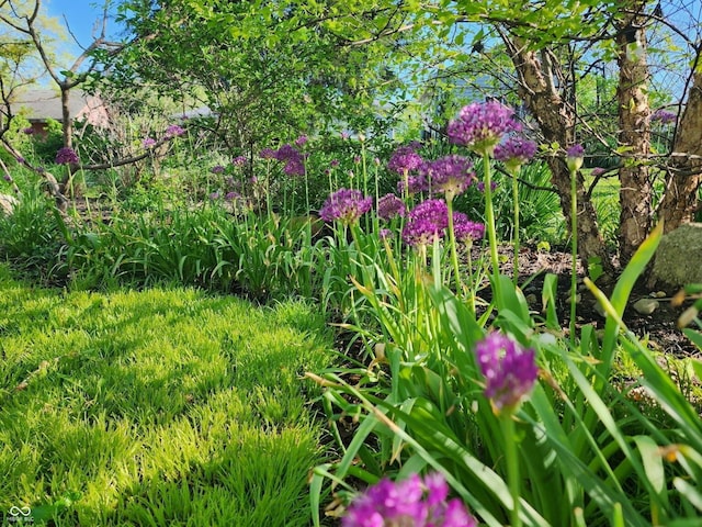 921 Morgan Dr, Indianapolis, IN 46227 - view of nature