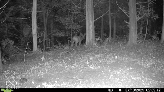 6000 N E Prong Rd, Madison, IN 47250 - photo 82