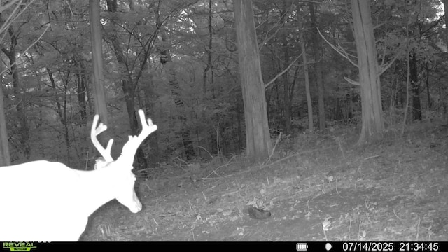 6000 N E Prong Rd, Madison, IN 47250 - photo 80