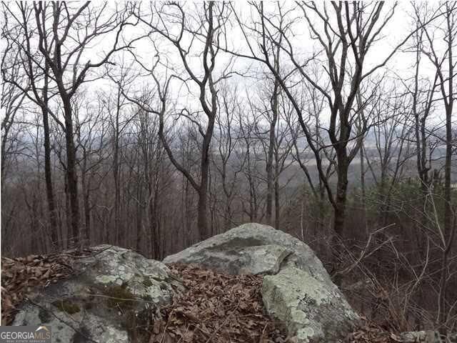 view of local wilderness