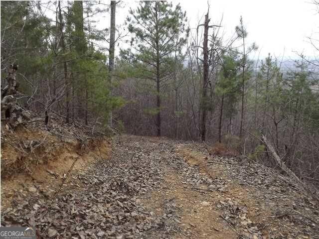 view of local wilderness