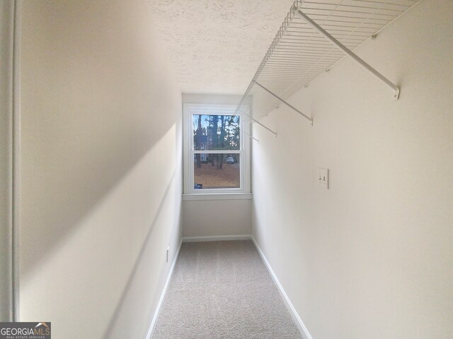 walk in closet featuring carpet floors