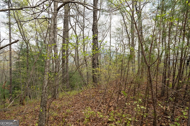 view of local wilderness