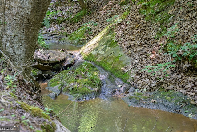 view of local wilderness