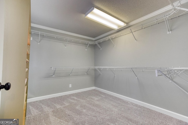 walk in closet with carpet floors