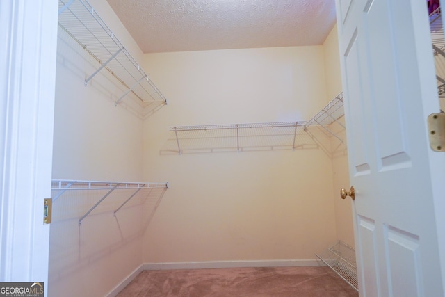 walk in closet featuring carpet floors