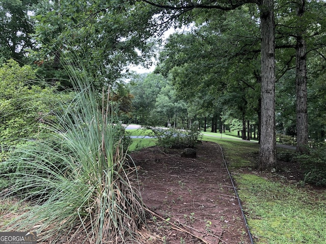 view of local wilderness