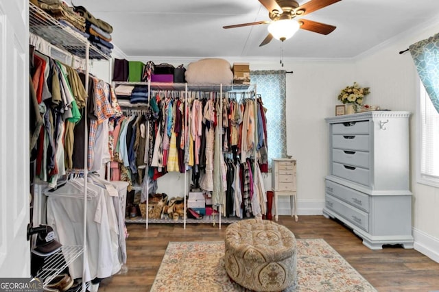 walk in closet with dark hardwood / wood-style floors and ceiling fan