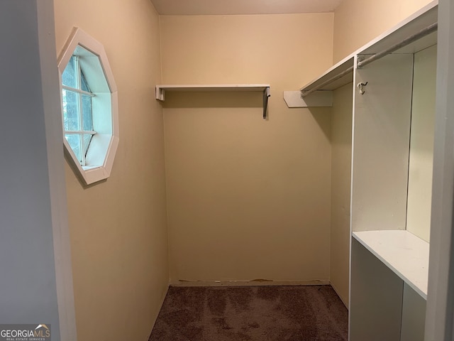 spacious closet featuring carpet flooring