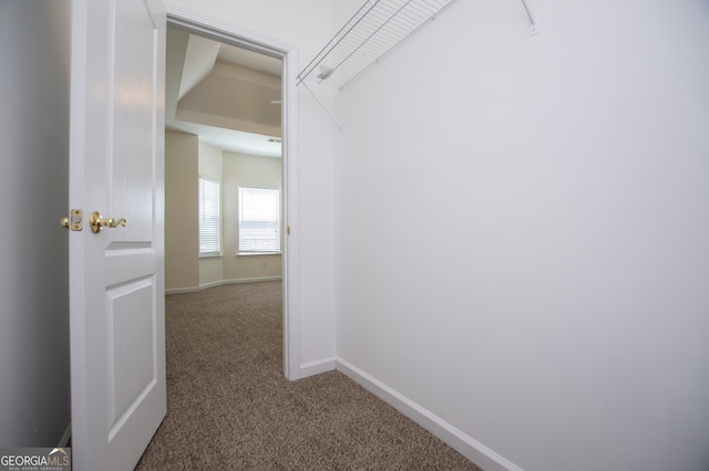 walk in closet with carpet flooring