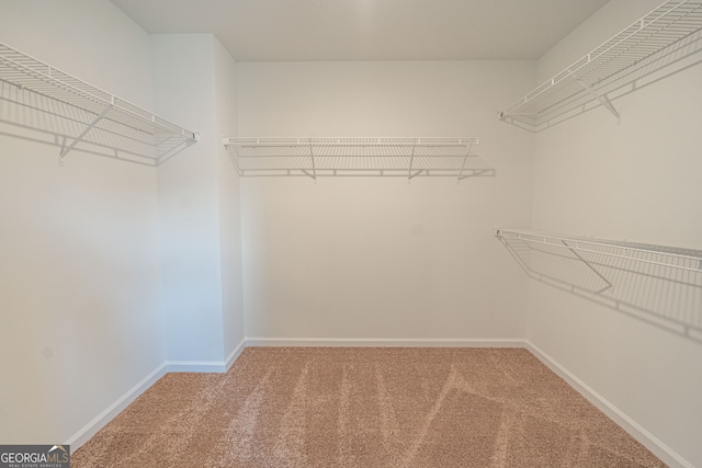 walk in closet featuring carpet floors